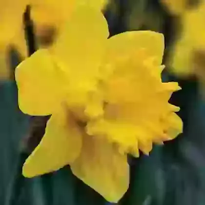 Large Trumpet Daffodils